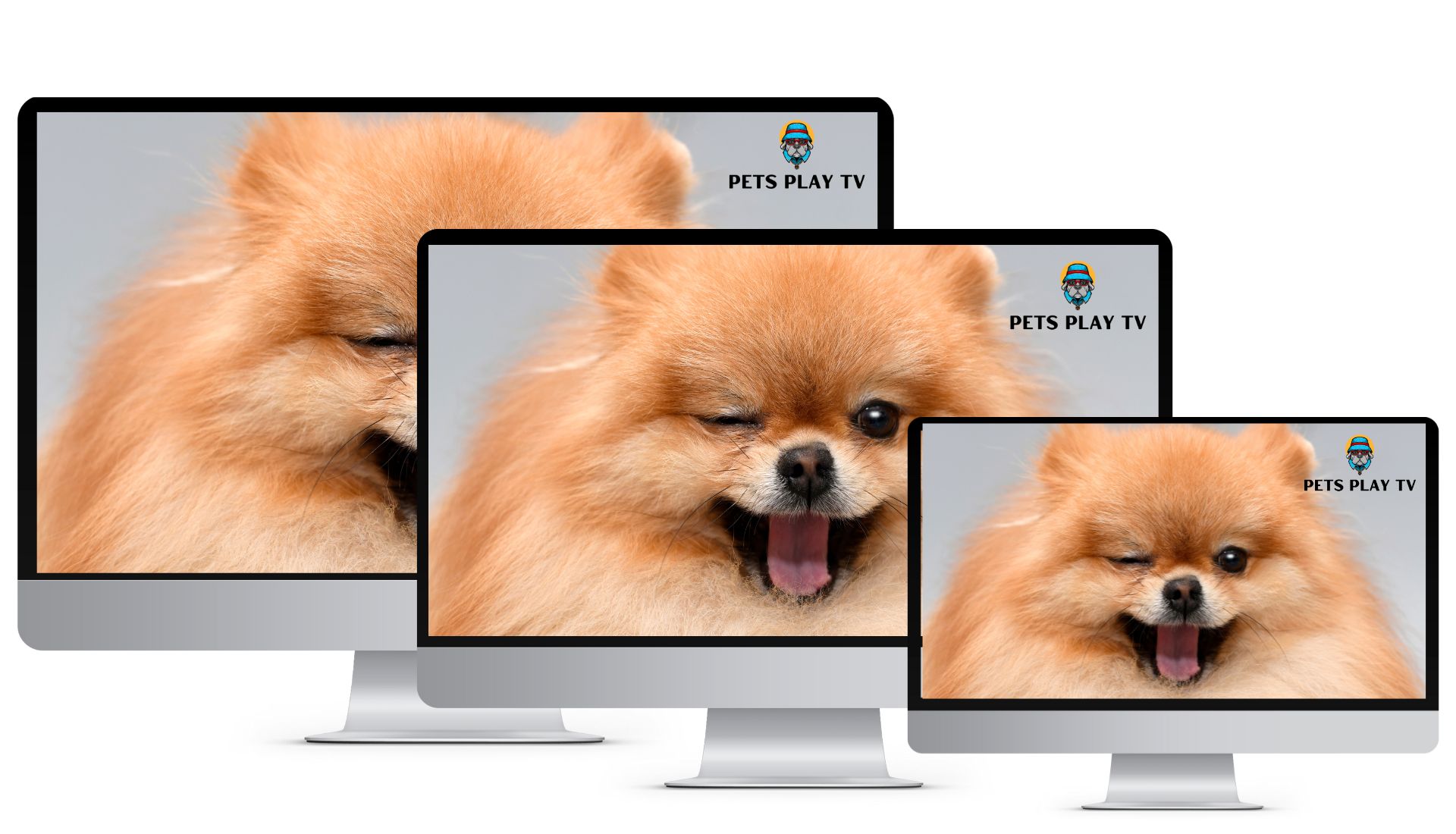 Petsplay TV (1)
