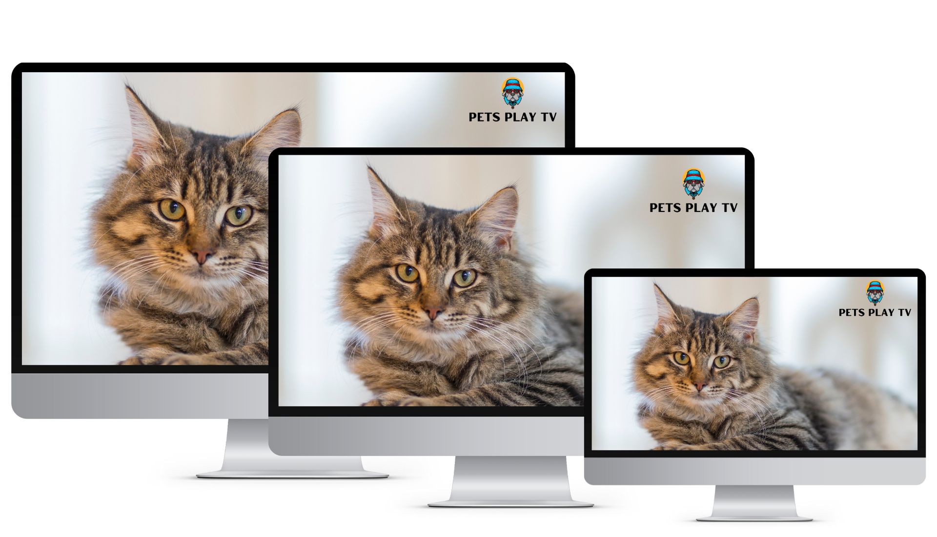 Petsplay TV (3)