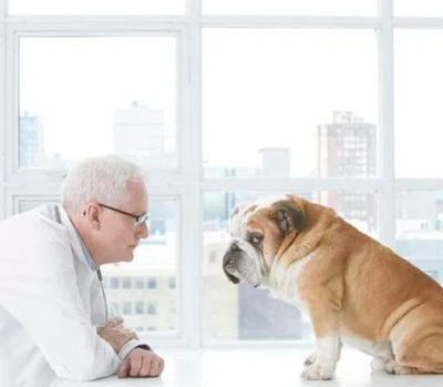 Prescrição populares para tratar a ansiedade em cães - Petsplay TV